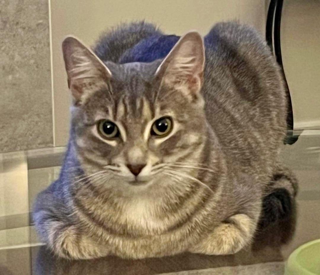 Enlarge MISH & MASH DUAL ADOPTION, a Adoptable American Shorthair in Pointe-Claire, QC image 3/4