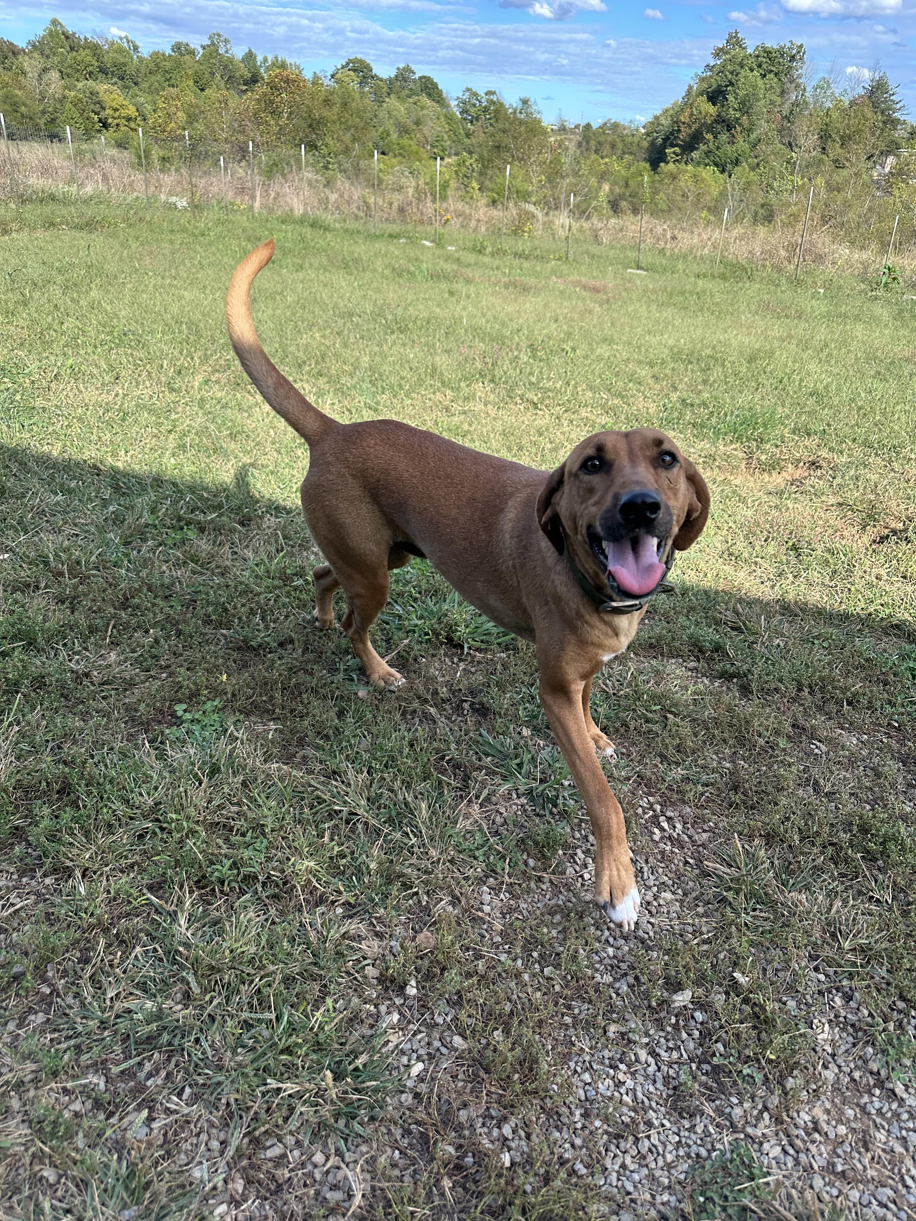 Enlarge DANNY.......Fee Sponsorship, a Adoptable mixed breed in Cookeville, TN image 4/6