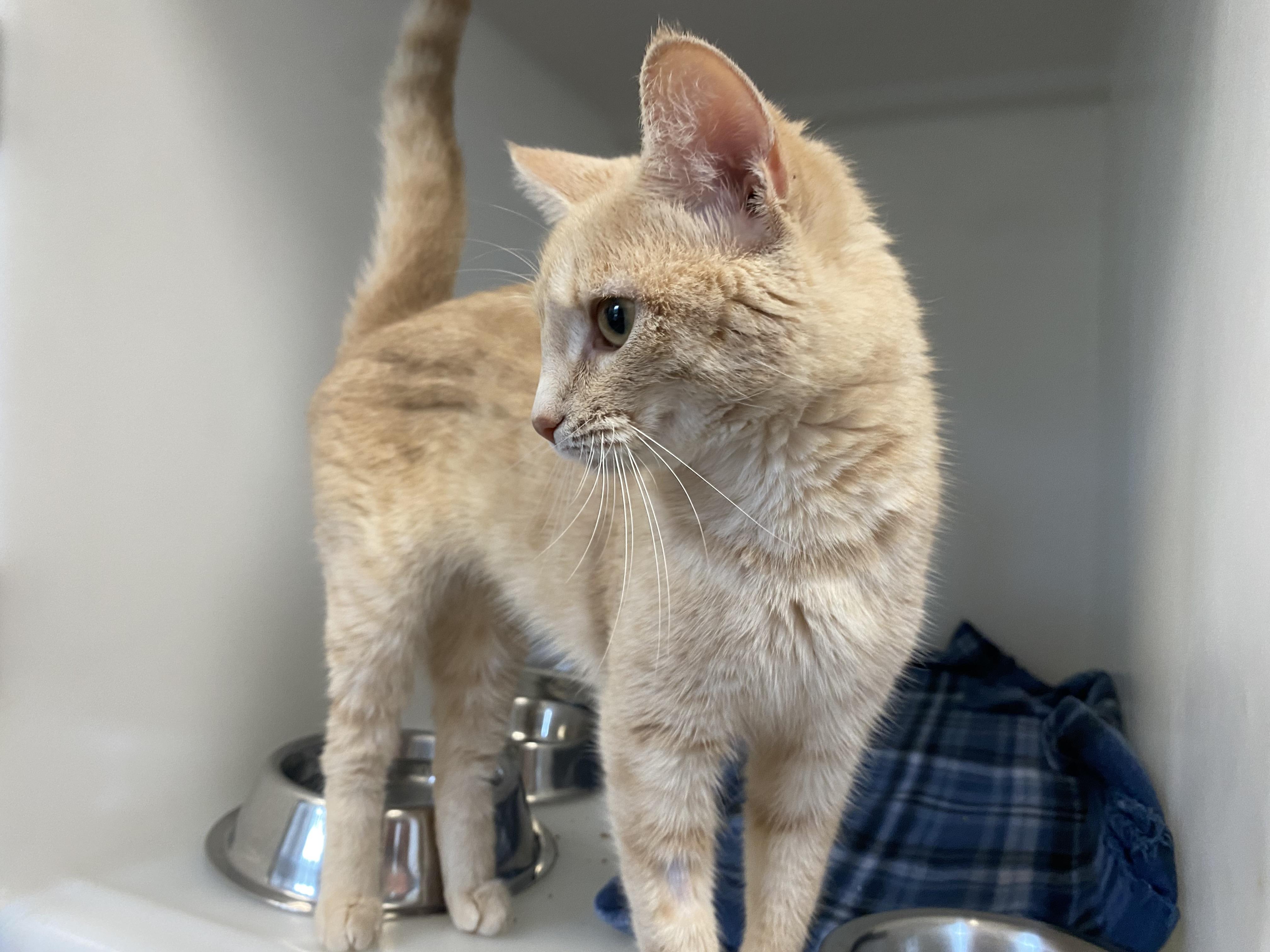 Peaches, a ADOPTABLE Domestic Short Hair in King George, VA image 3/5