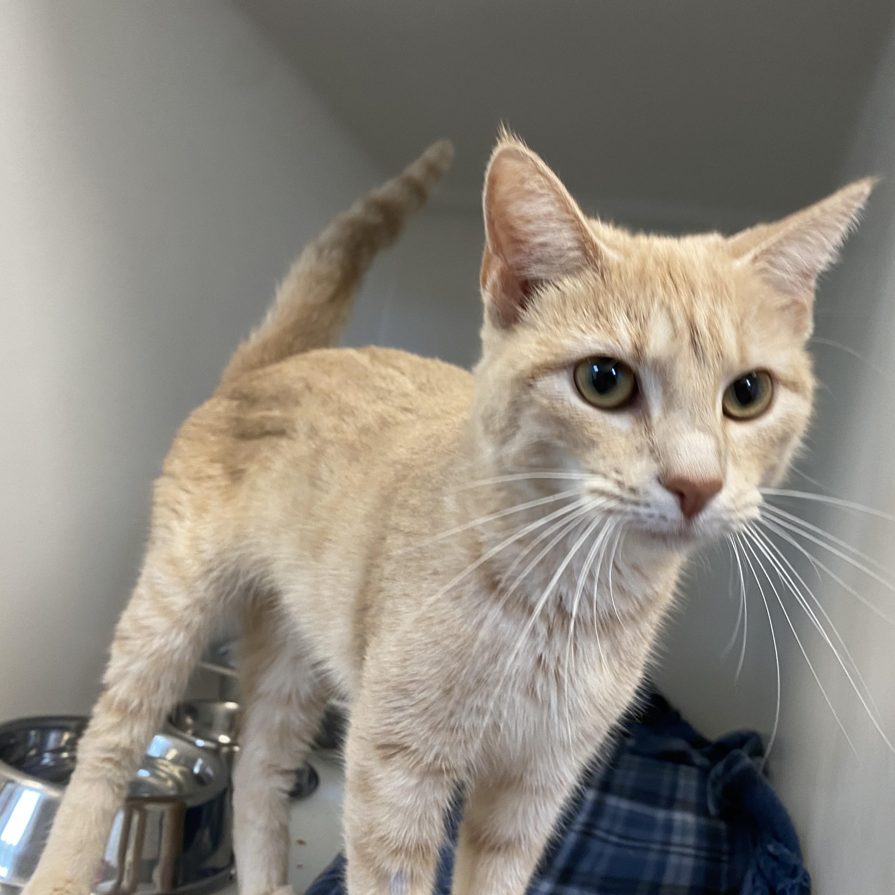 Peaches, ADOPTABLE, Young Female Domestic Short Hair.