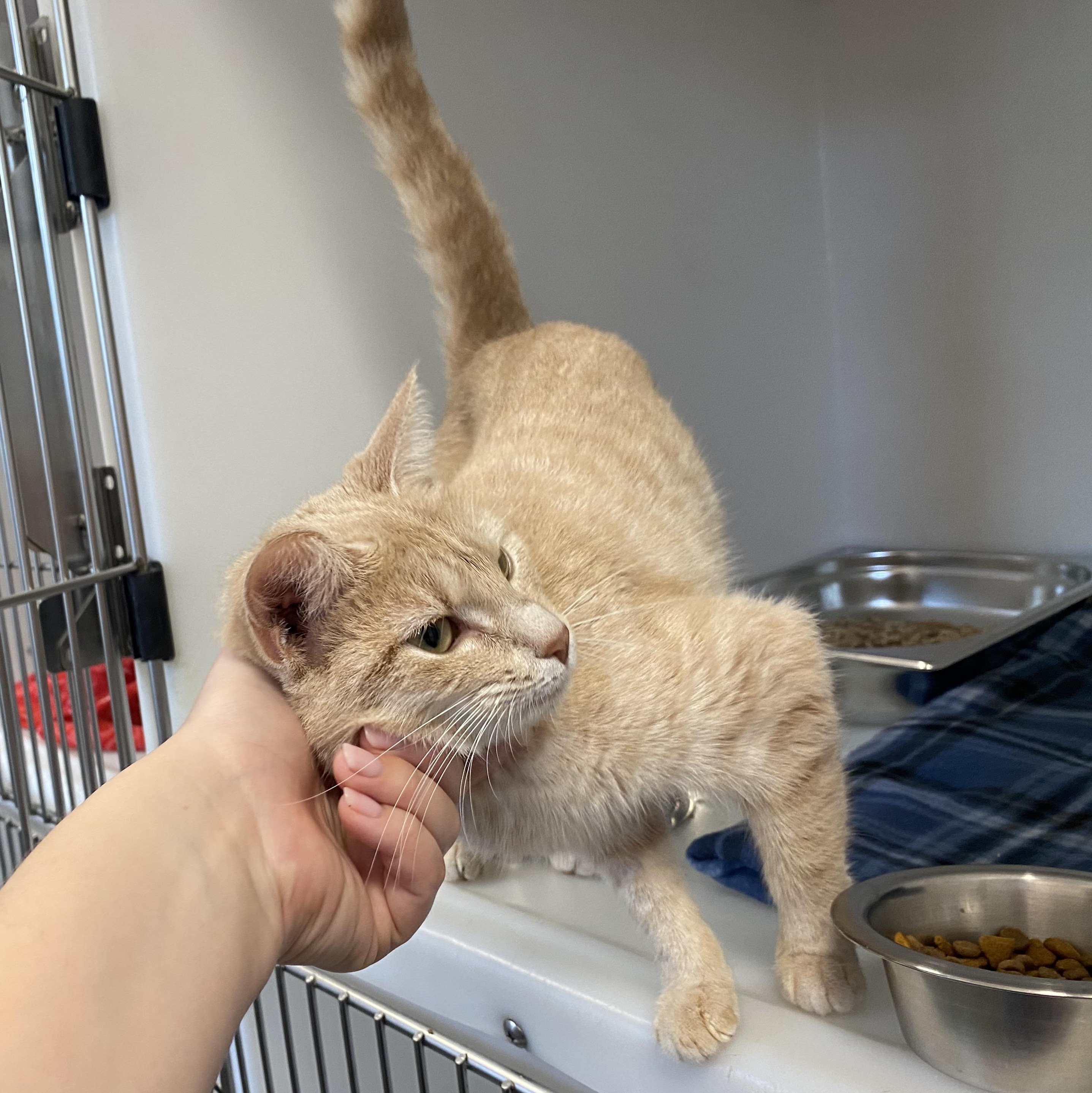 Peaches, a ADOPTABLE Domestic Short Hair in King George, VA image 2/5