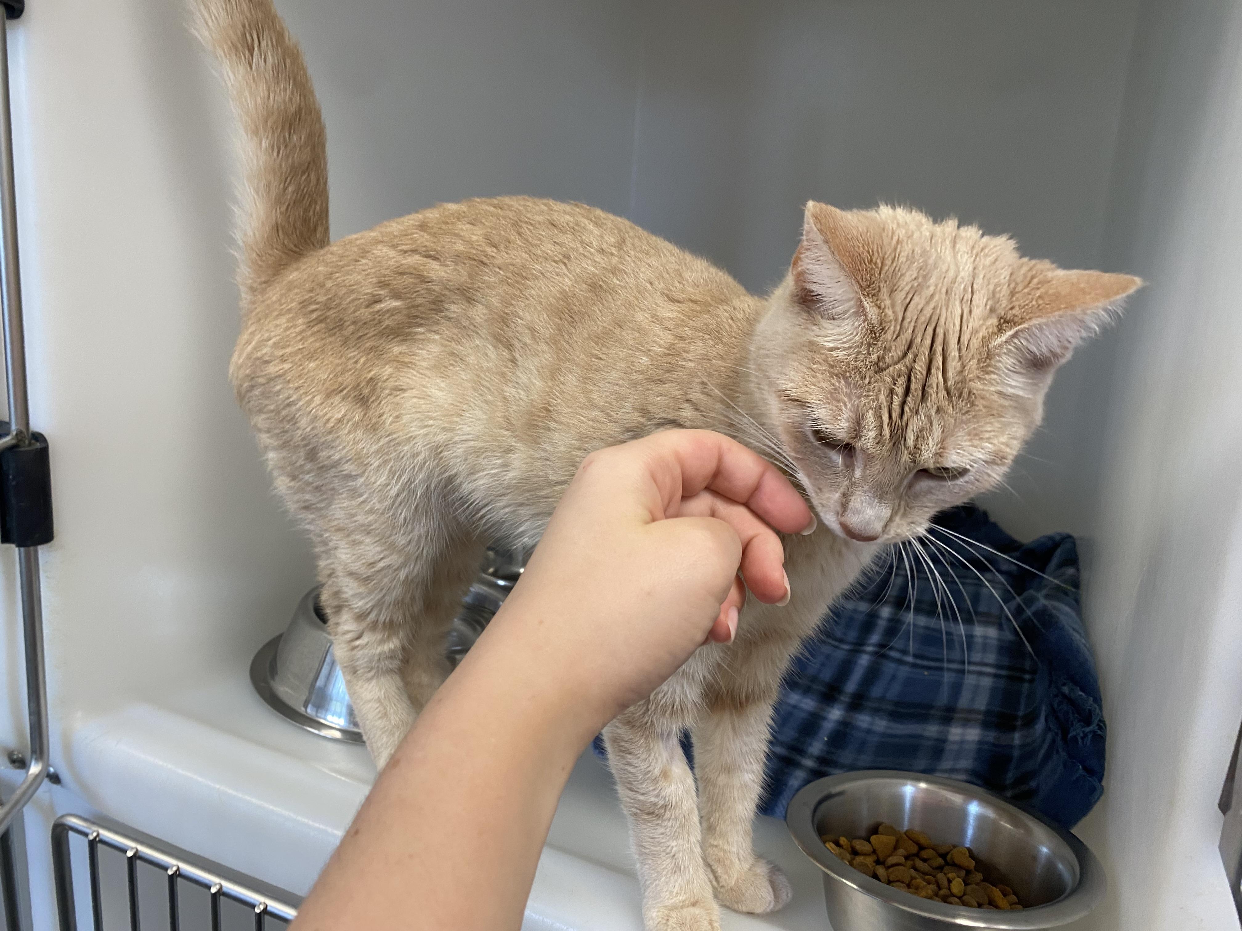 Peaches, a ADOPTABLE Domestic Short Hair in King George, VA image 4/5