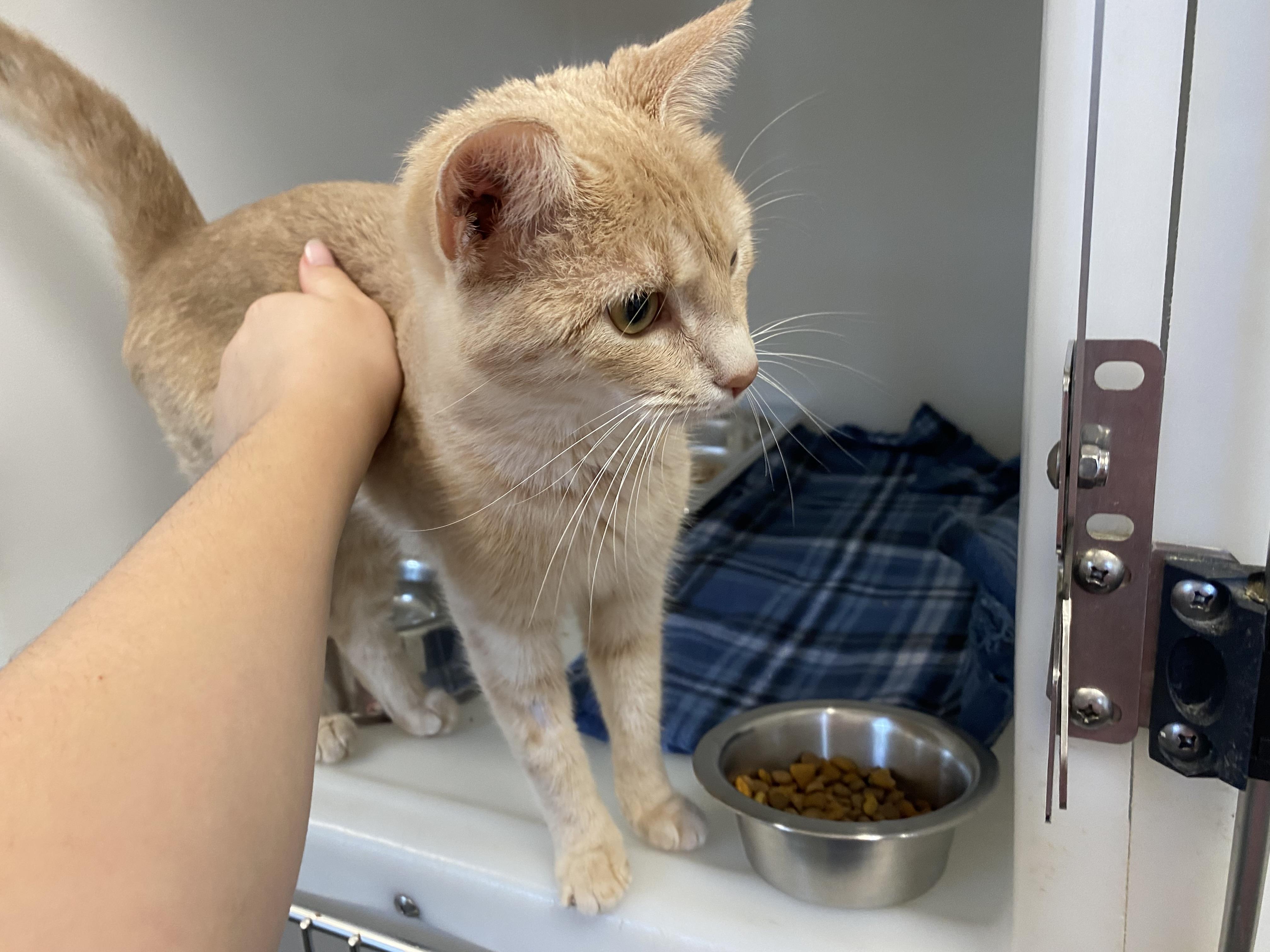 Peaches, a ADOPTABLE Domestic Short Hair in King George, VA image 5/5