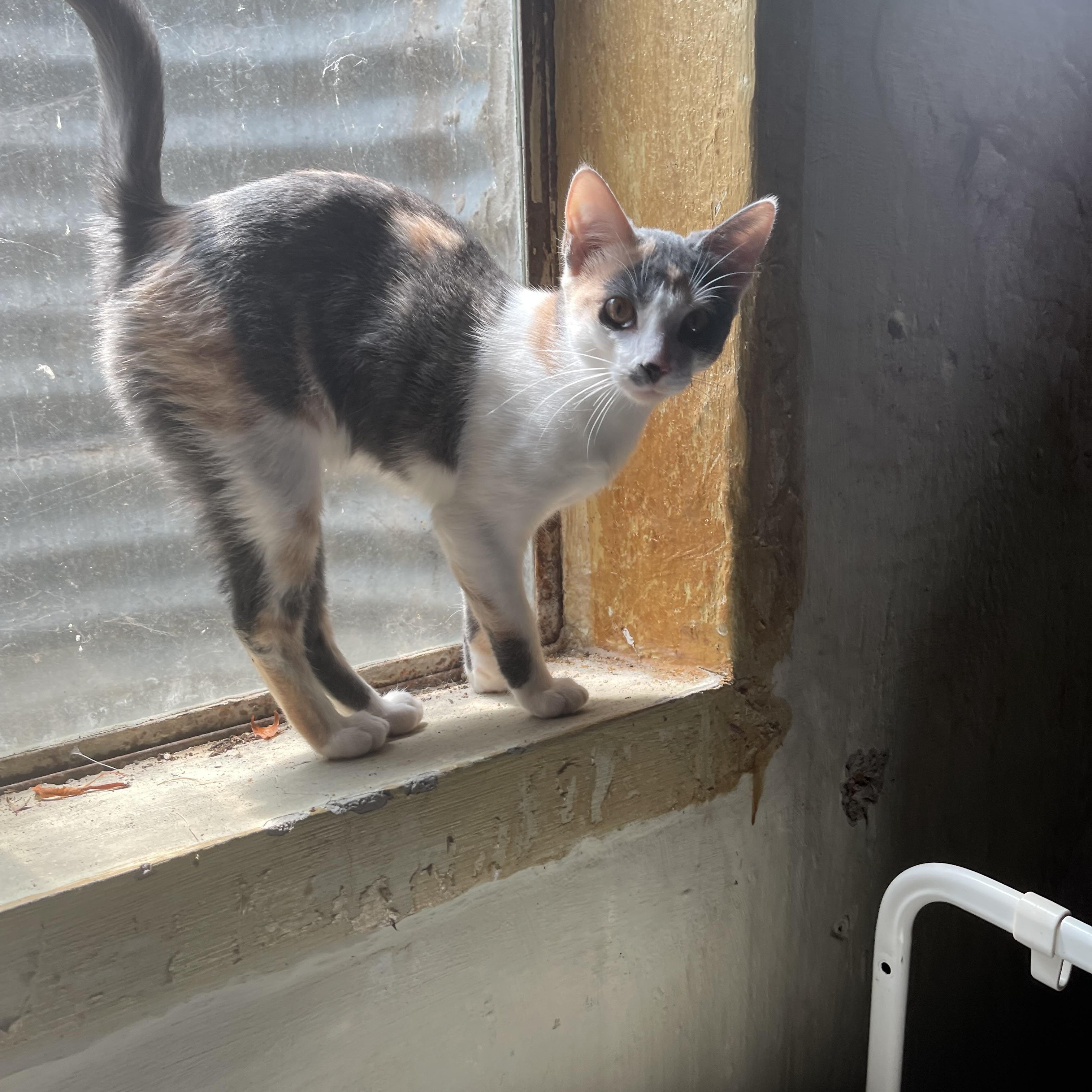 Grey Goose, a Adopted mixed breed in St. Clair Shores, MI image 3/4