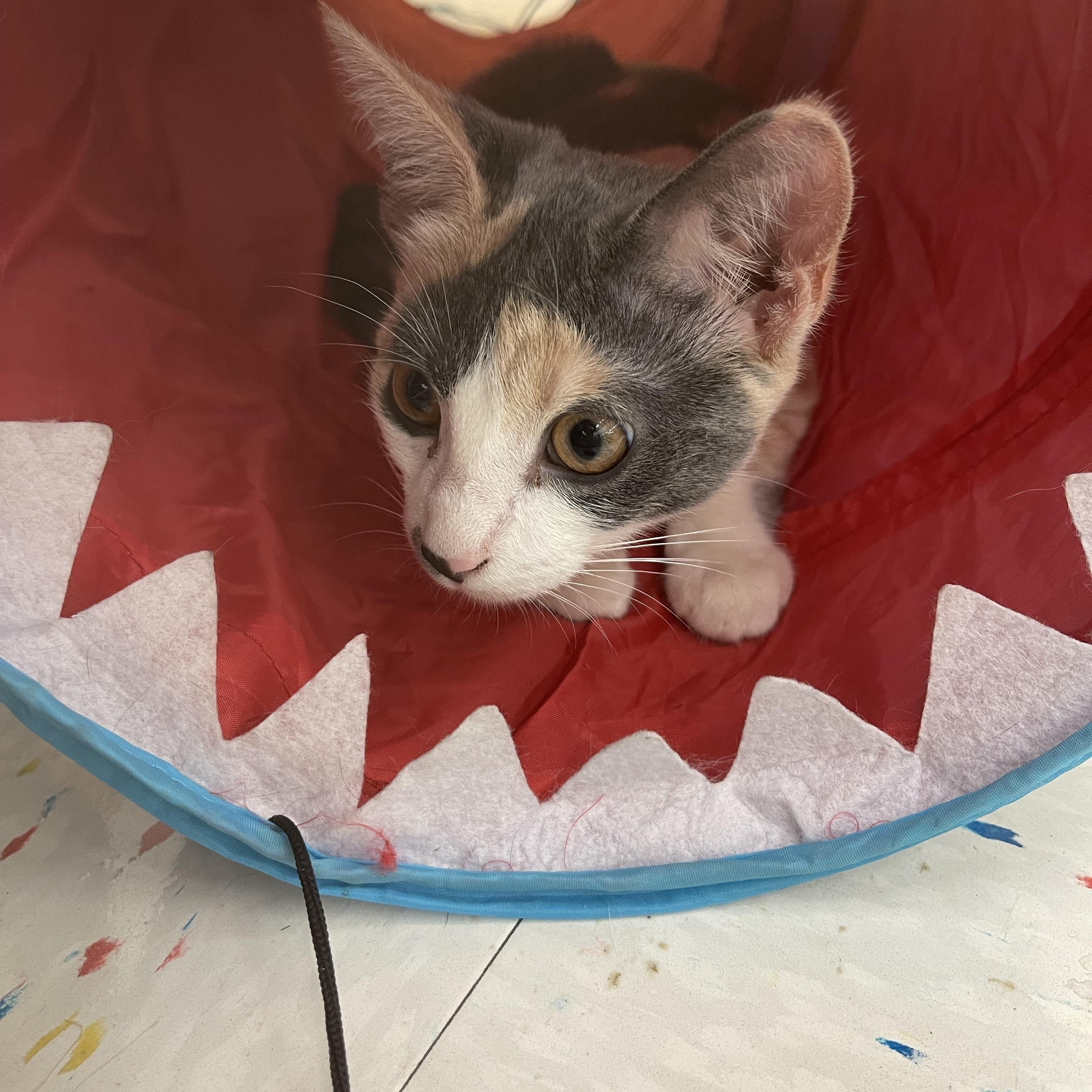 Grey Goose, a Adopted mixed breed in St. Clair Shores, MI image 1/4