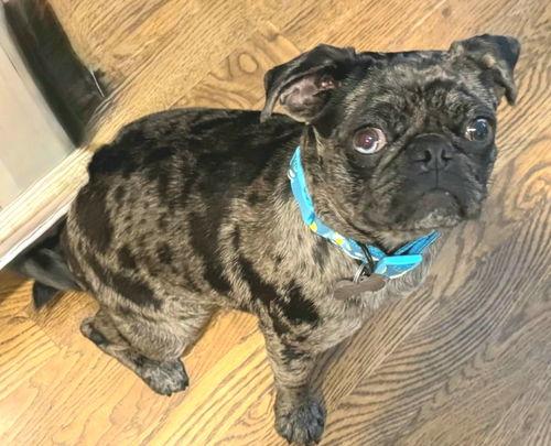 Jack, Adopted, Young Male Pug.