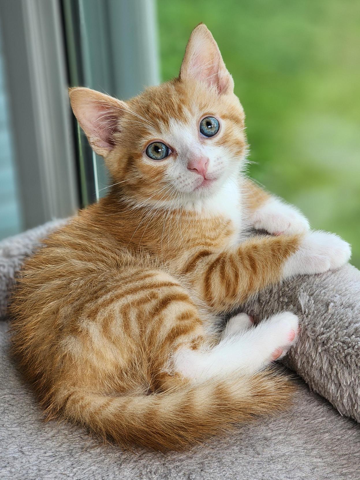 Samuel Calhoun, Baby Male Domestic Short Hair