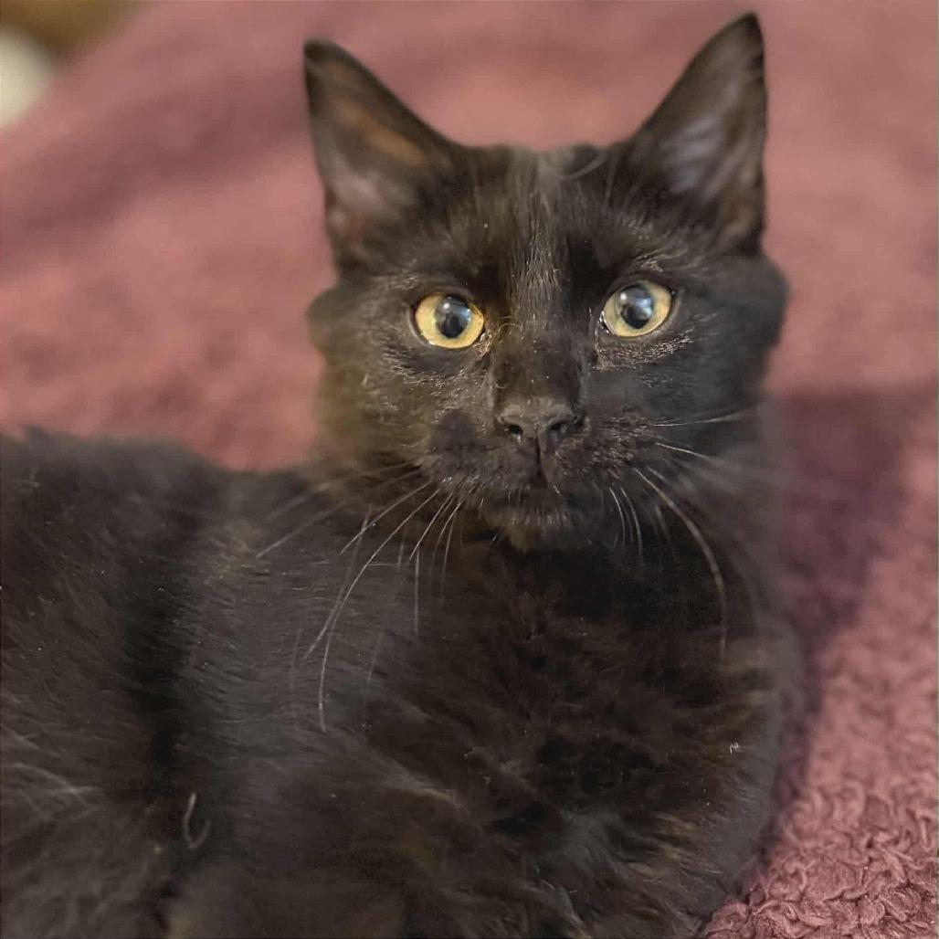 Moto Moto (adopt with Missie), Adoptable, Kitten Male Domestic Long Hair.