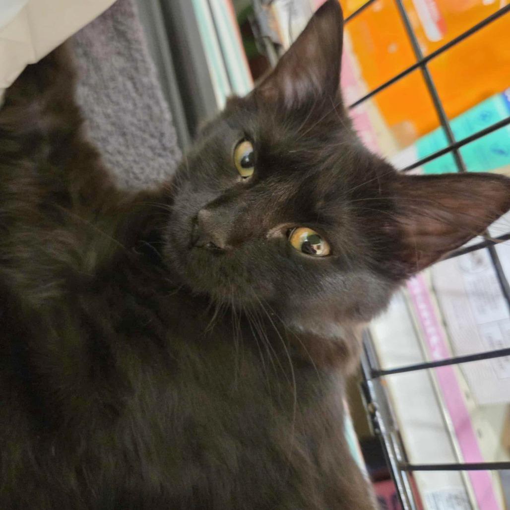Enlarge Moto Moto (adopt with Missie), a Adoptable Domestic Long Hair in Fayetteville, GA image 2/5