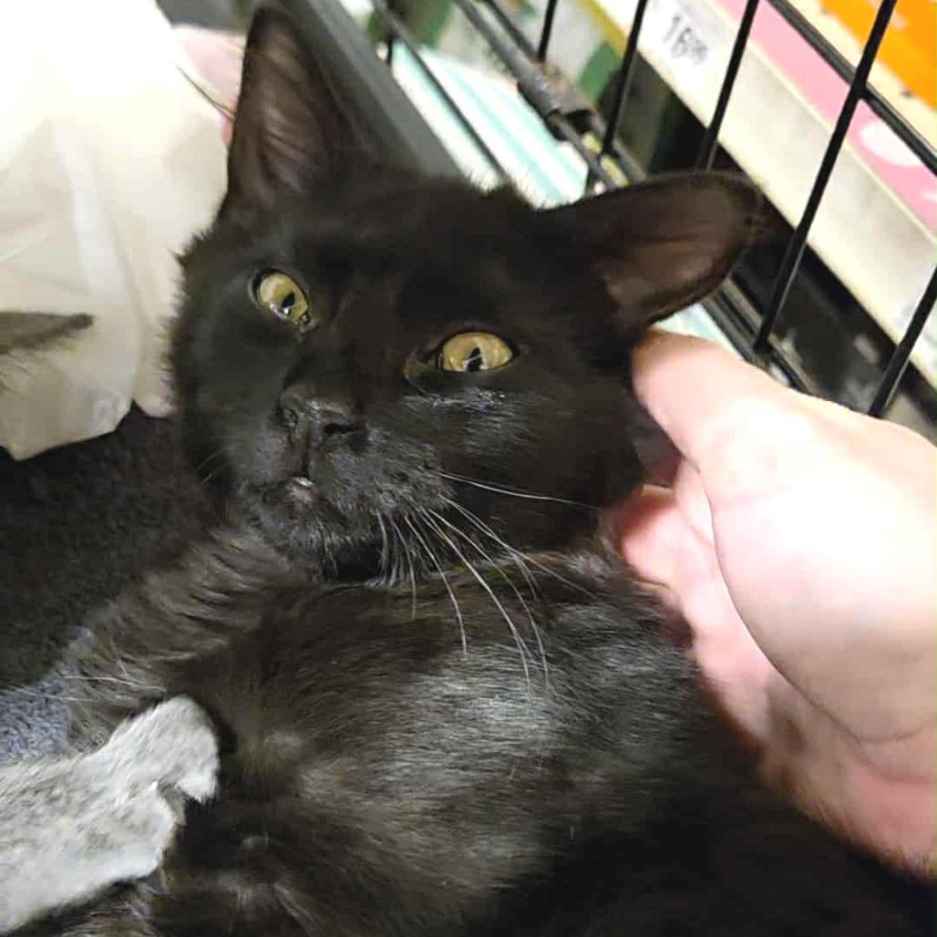 Enlarge Moto Moto (adopt with Missie), a Adoptable Domestic Long Hair in Fayetteville, GA image 4/5