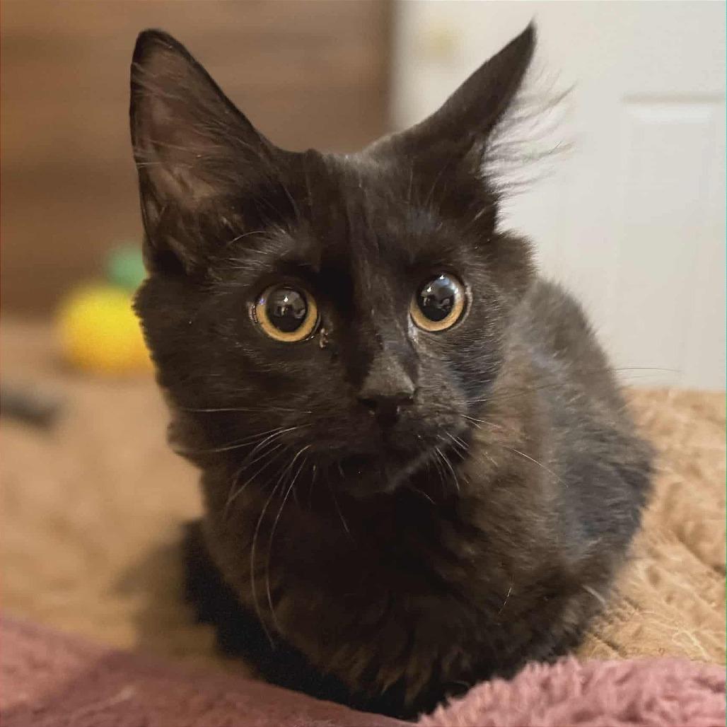 Enlarge Moto Moto (adopt with Missie), a Adoptable Domestic Long Hair in Fayetteville, GA image 5/5