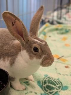 Half Pint, Adoptable, Baby Female Mini Rex.