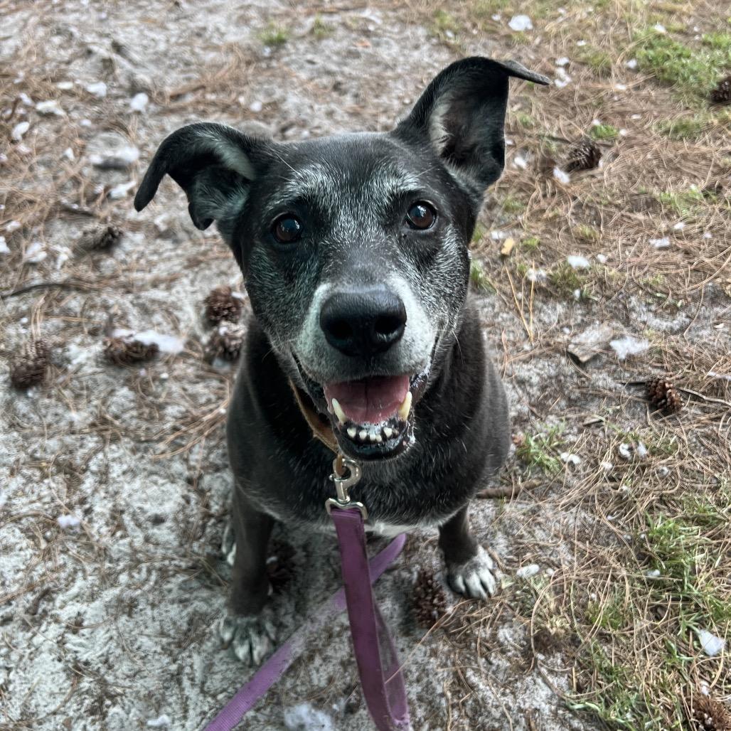 Tia, a Adoptable Mixed Breed in Naples, FL image 1/3