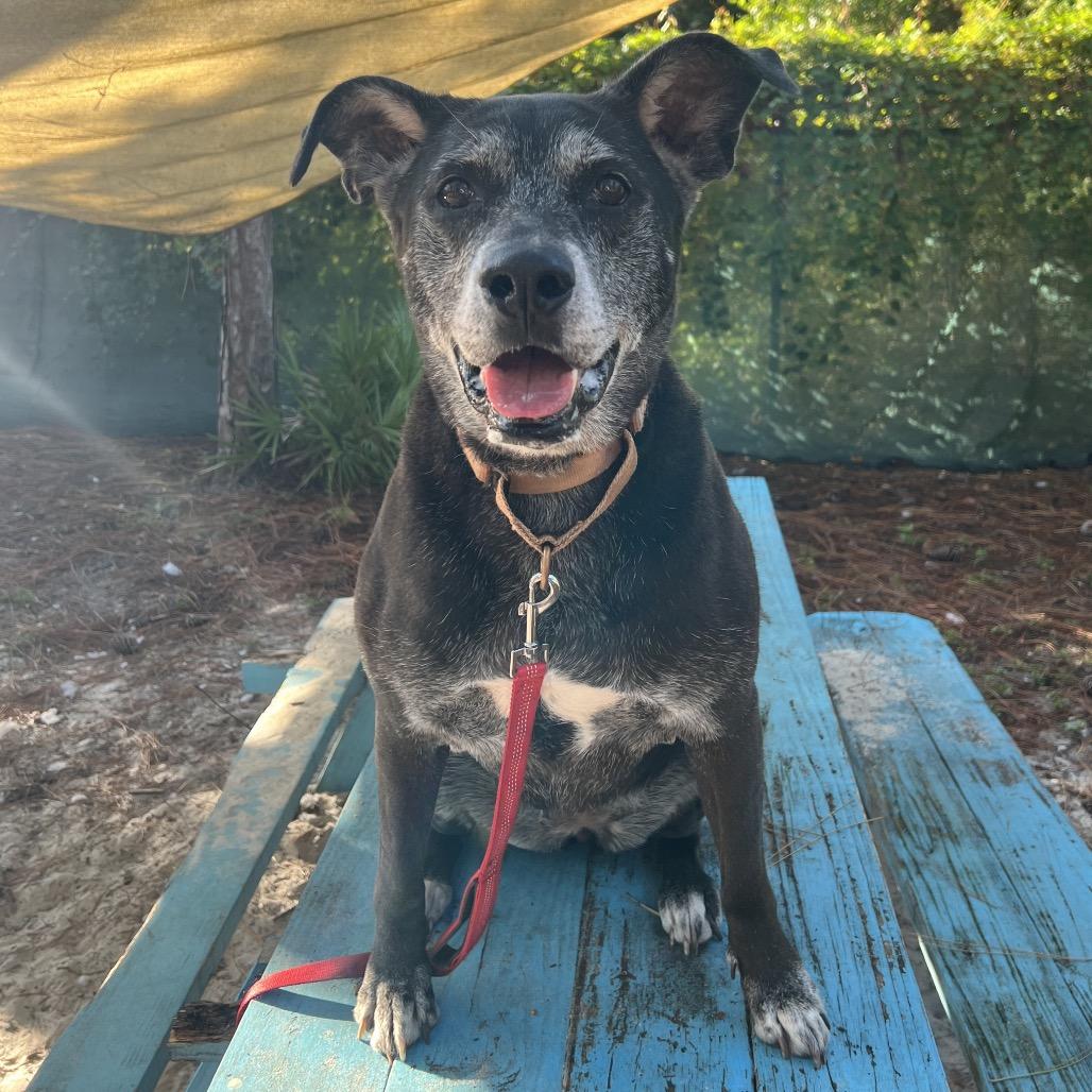 Tia, a Adoptable Mixed Breed in Naples, FL image 2/3