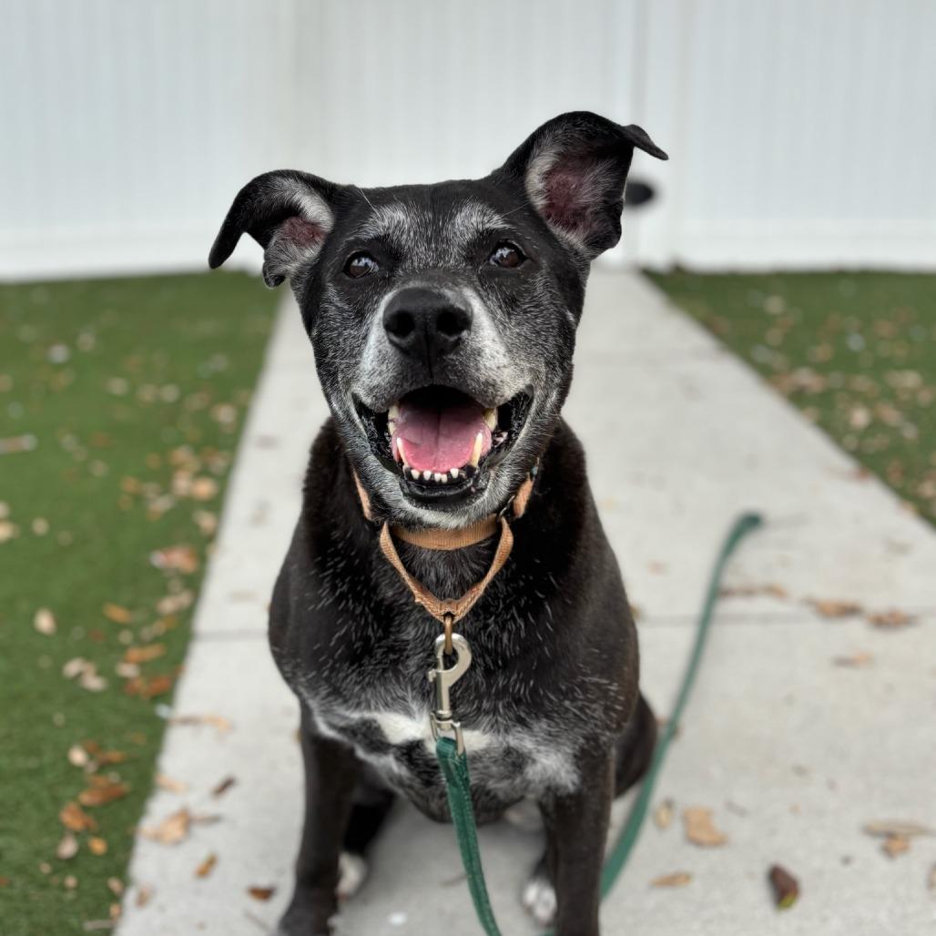 Tia, a Adoptable Mixed Breed in Naples, FL image 3/3