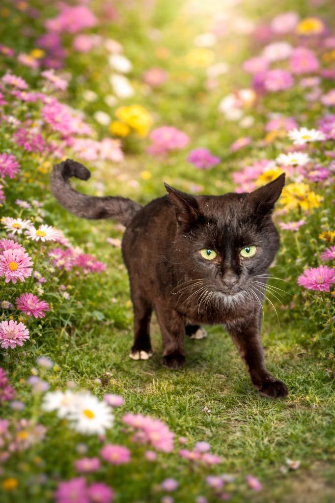 Boots, Adoptable, Young Male Domestic Short Hair.