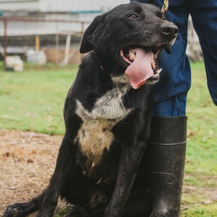 Buddy, Adoptable, Young Male Border Collie & Labrador Retriever.