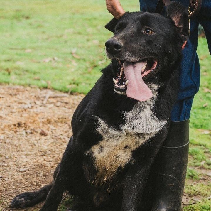 Buddy, Adoptable, Young Male Border Collie & Labrador Retriever.