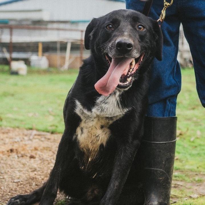 Buddy, a Adoptable mixed breed in Wilton, CA image 3/3