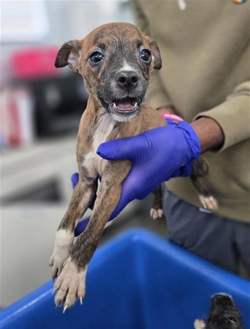 Hazelnut, ADOPTABLE, Young Female Chihuahua.