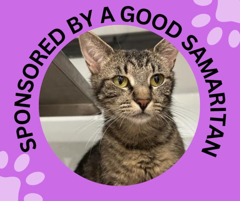 TUCKER*, Adoptable, Young Female Domestic Short Hair.