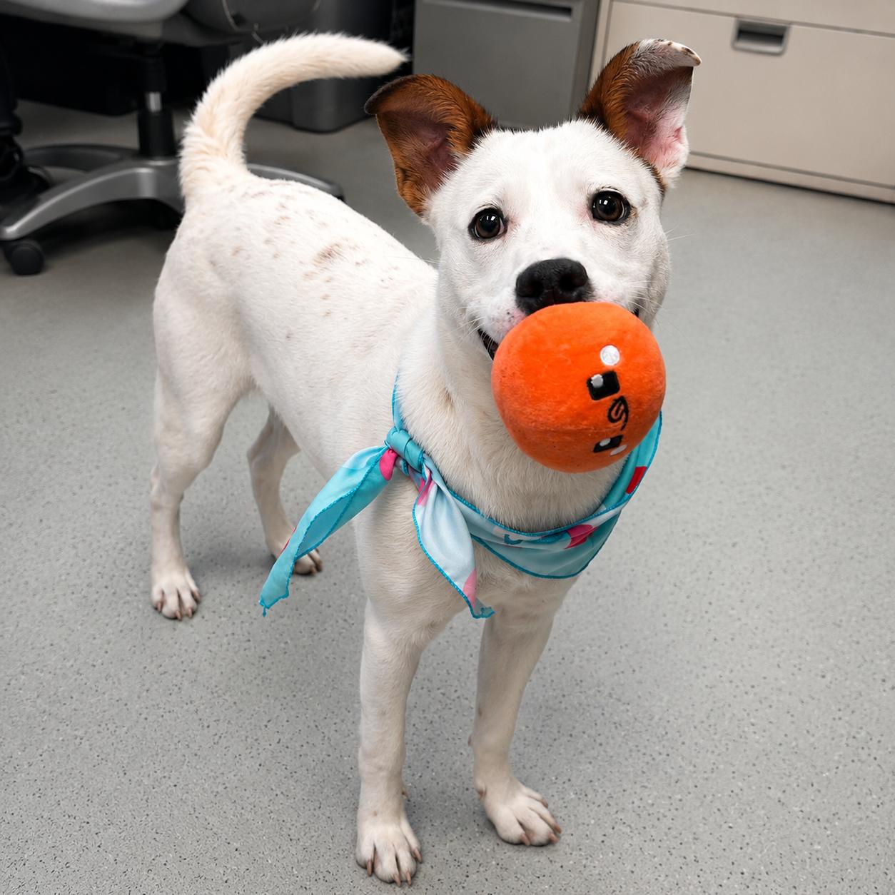 Rascal, a ADOPTABLE mixed breed in Lodi, CA image 4/6