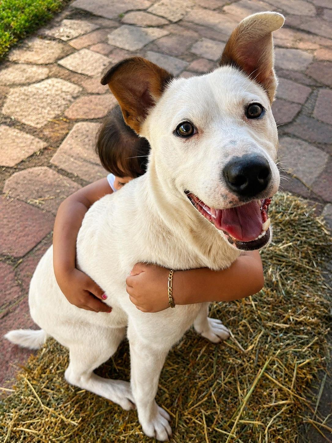 Rascal, a ADOPTABLE mixed breed in Lodi, CA image 2/6