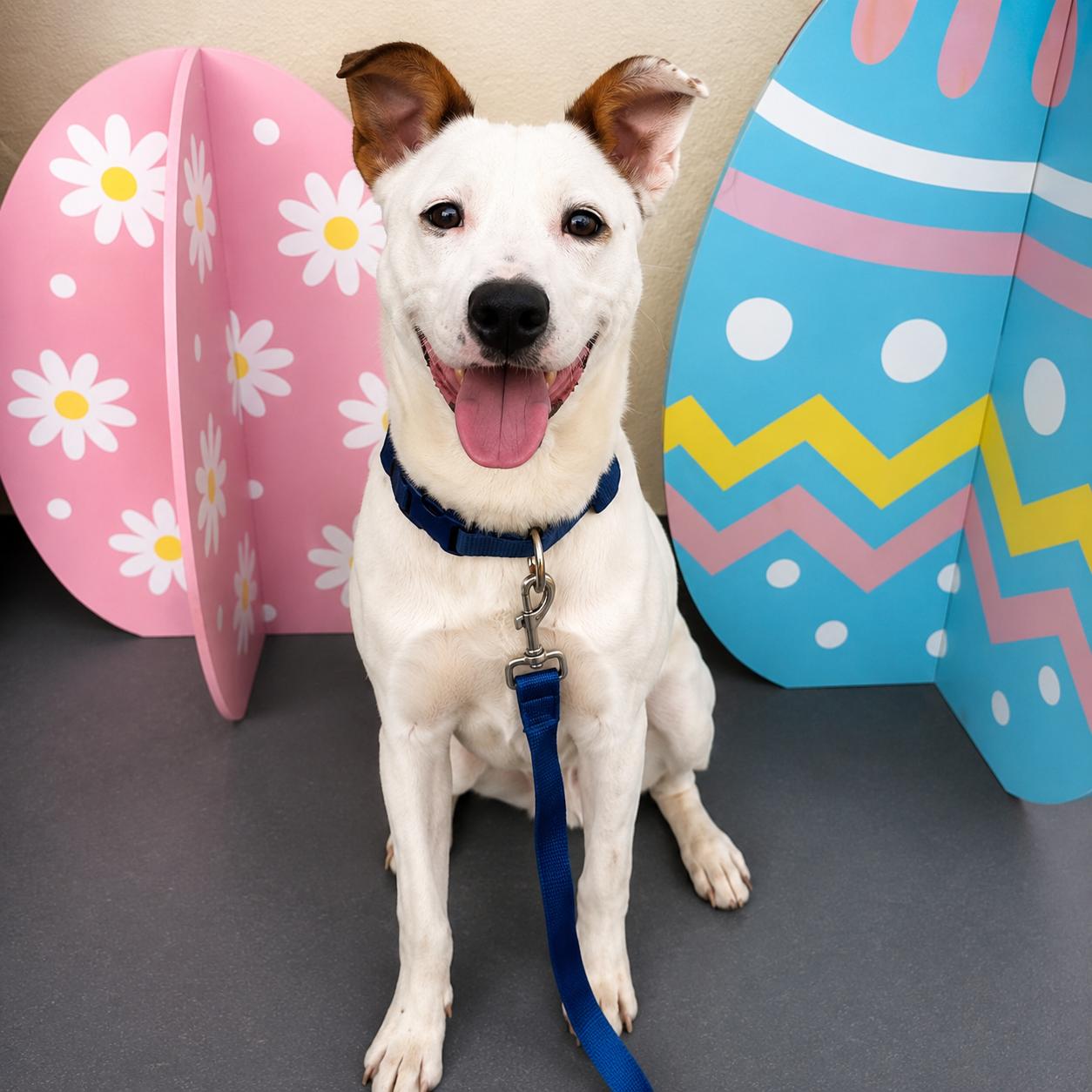 Rascal, a ADOPTABLE mixed breed in Lodi, CA image 6/6