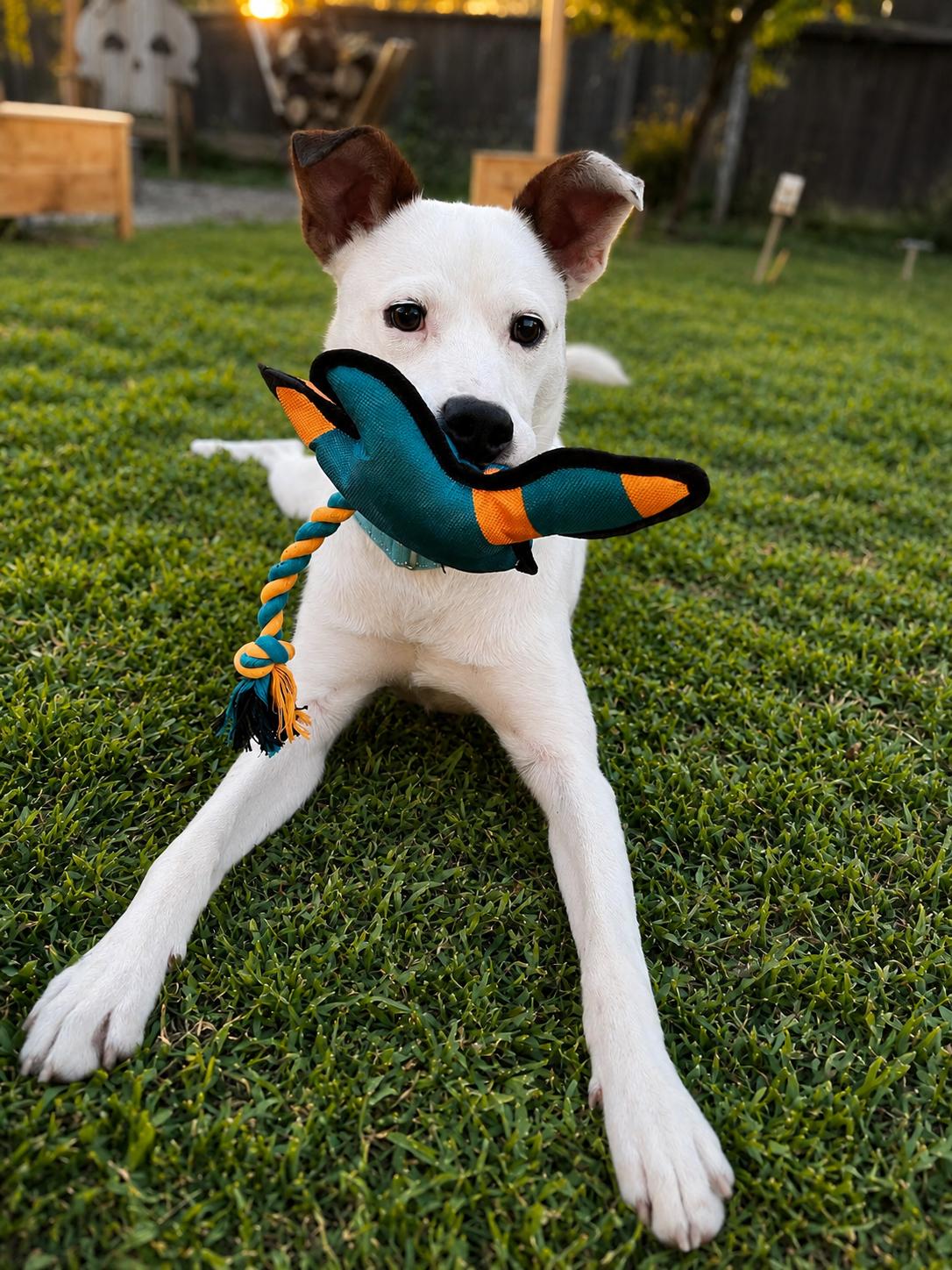 Rascal, a ADOPTABLE mixed breed in Lodi, CA image 3/6