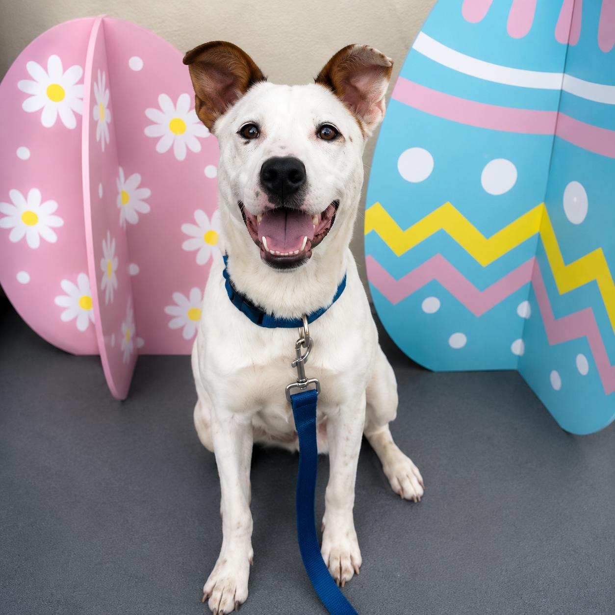 Rascal, a ADOPTABLE mixed breed in Lodi, CA image 5/6