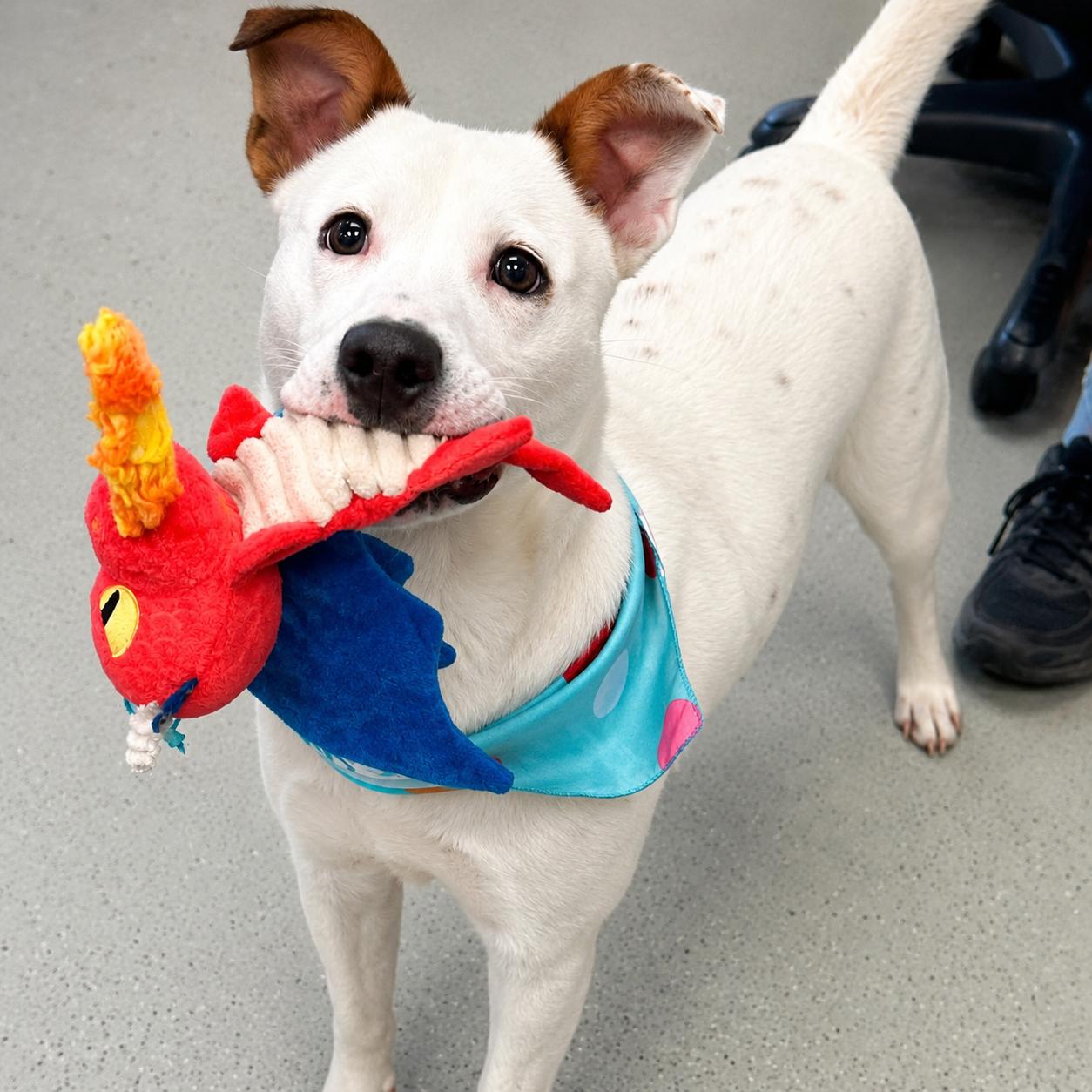 Rascal, ADOPTABLE, Young Male Cattle Dog & Australian Cattle Dog / Blue Heeler.
