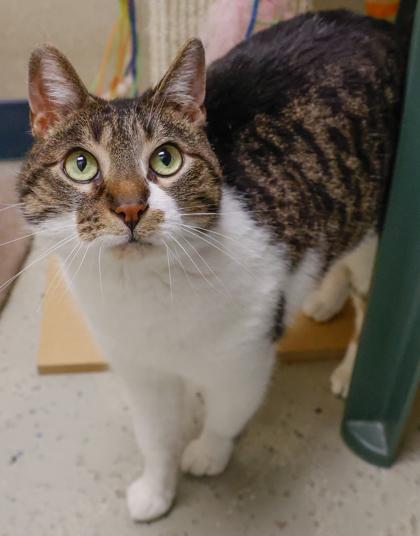 Tabitha, Adoptable, Adult Female Domestic Short Hair & Domestic Short Hair.