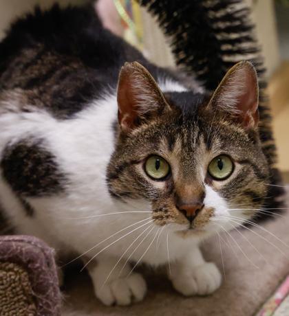 Tabitha, a Adoptable mixed breed in Verona, WI image 1/3