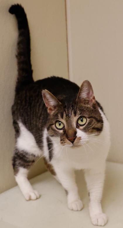 Enlarge Tabitha, a Adoptable mixed breed in Verona, WI image 6/6