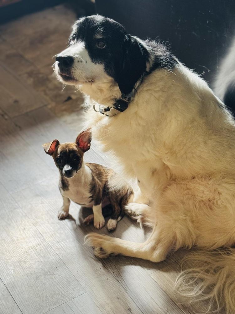 Enlarge Pedro, a Adoptable Chihuahua in Jefferson Hills, PA image 1/3