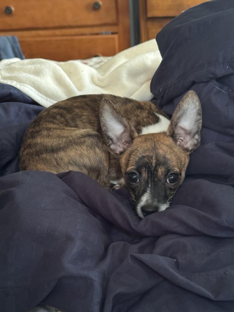 Enlarge Pedro, a Adoptable Chihuahua in Jefferson Hills, PA image 2/3