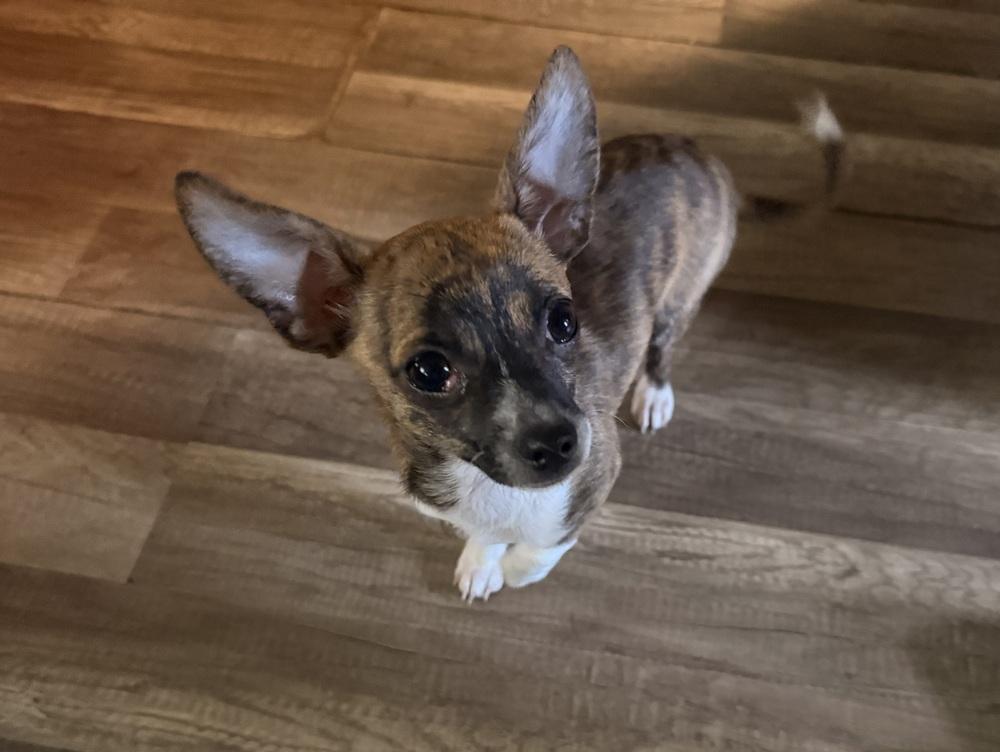 Enlarge Pedro, a Adoptable Chihuahua in Jefferson Hills, PA image 3/3