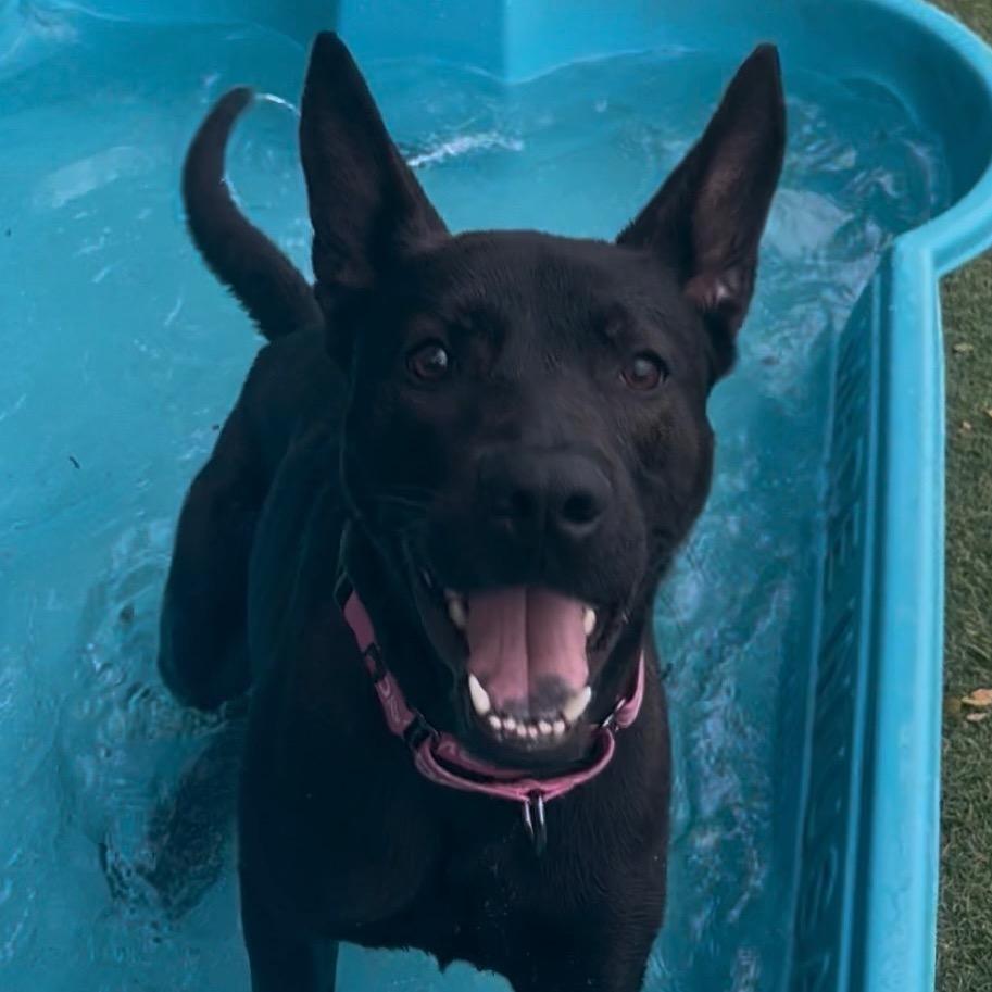 Diane Von Fur-Stenburg, a Adoptable Belgian Shepherd / Malinois in Henderson, NV image 1/4