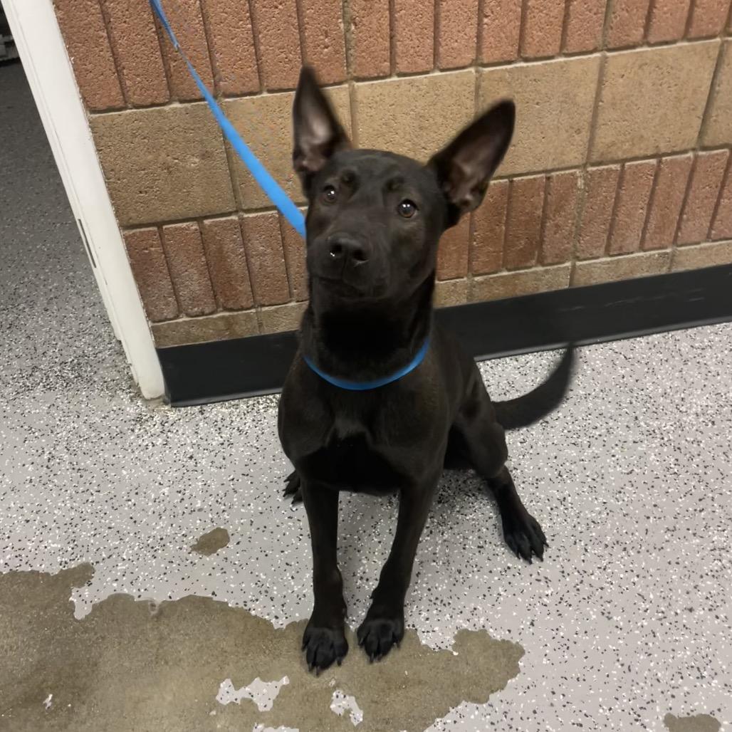 Diane Von Fur-Stenburg, a Adoptable Belgian Shepherd / Malinois in Henderson, NV image 2/4