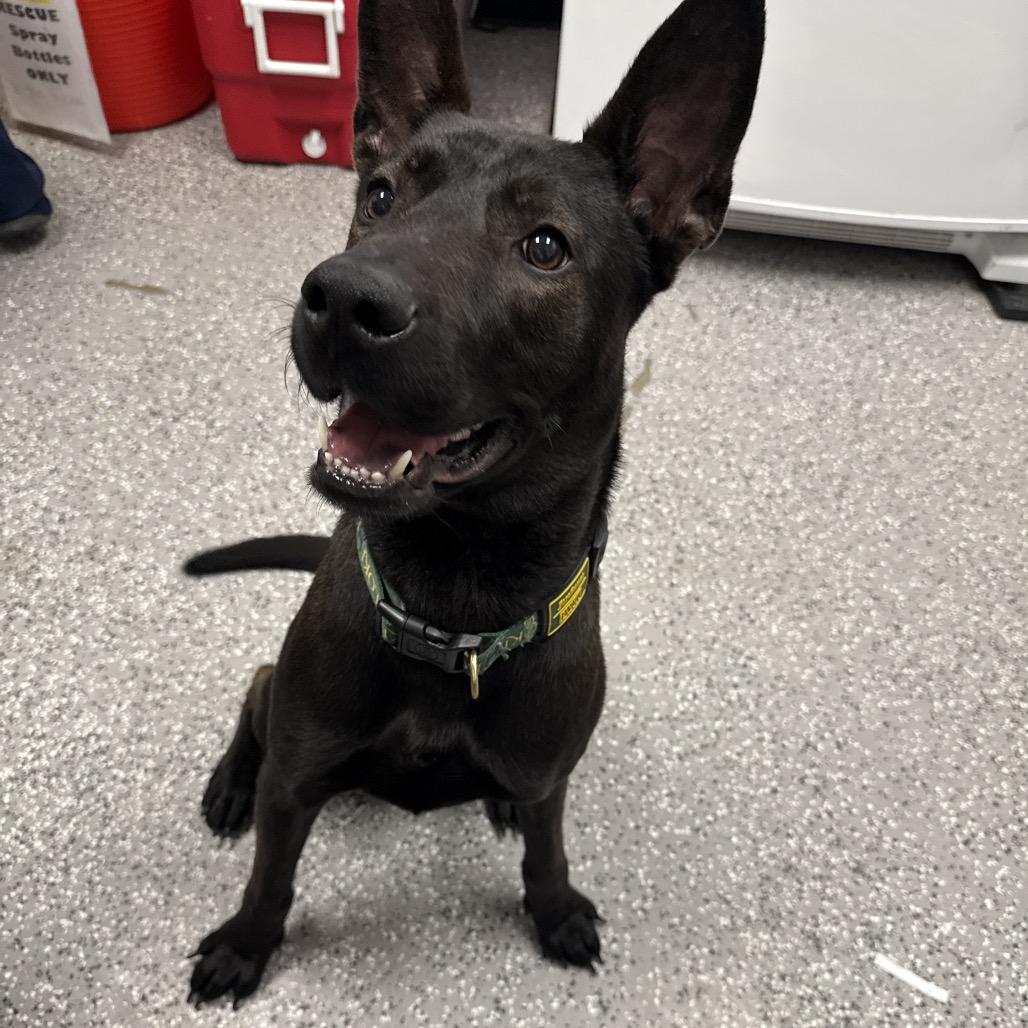Diane Von Fur-Stenburg, a Adoptable Belgian Shepherd / Malinois in Henderson, NV image 4/4