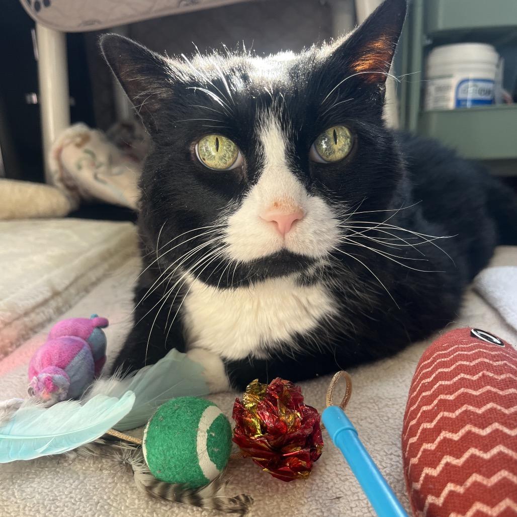 Mister, Adoptable, Senior Male Domestic Short Hair.