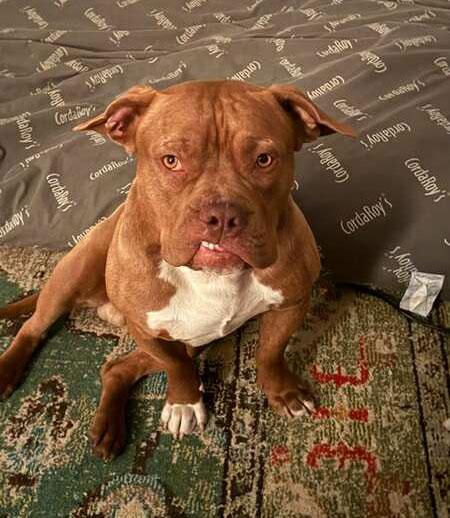 Bubba