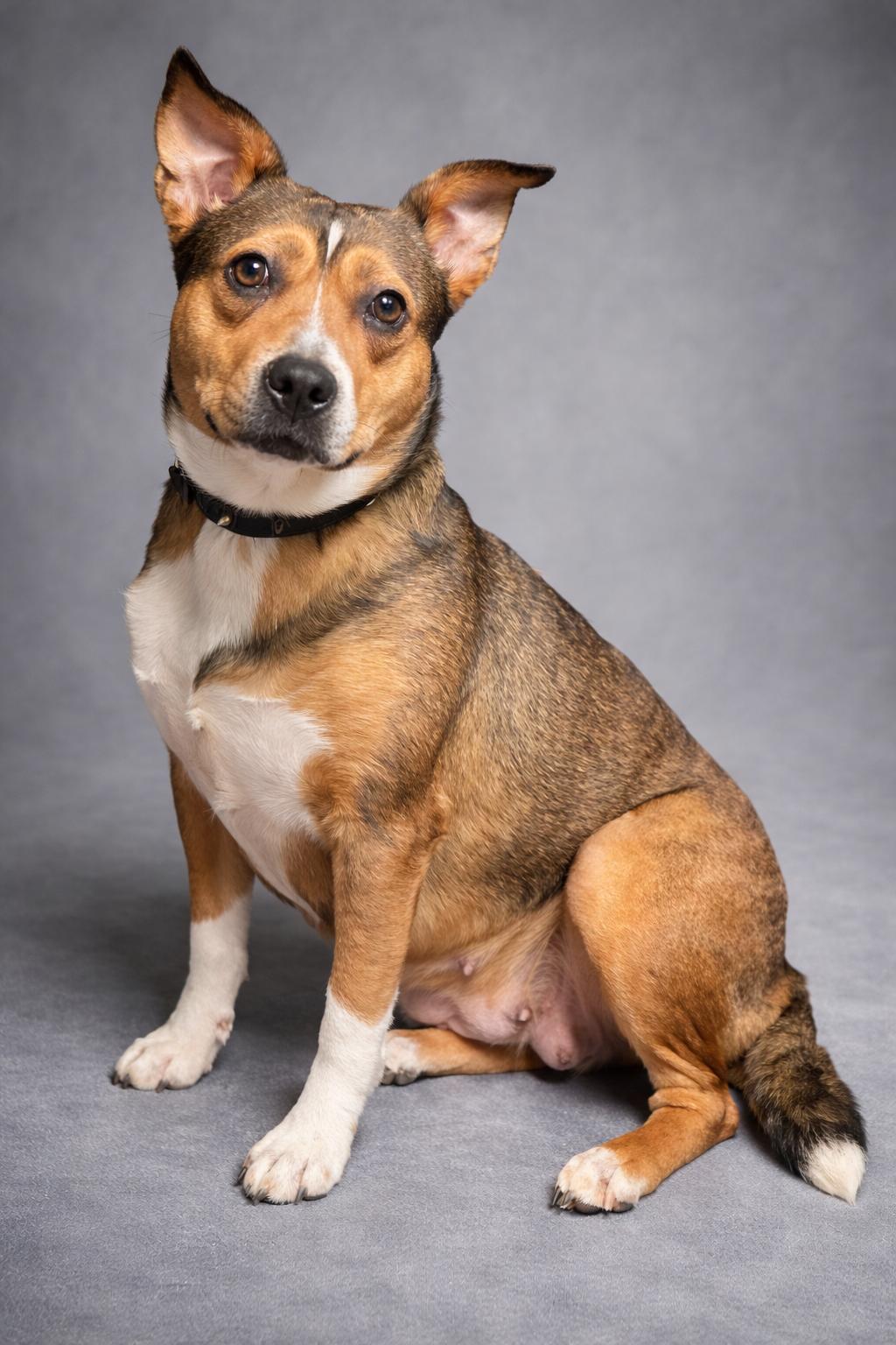 Enlarge Primrose, a Adoptable Terrier in Clarkesville, GA image 1/3