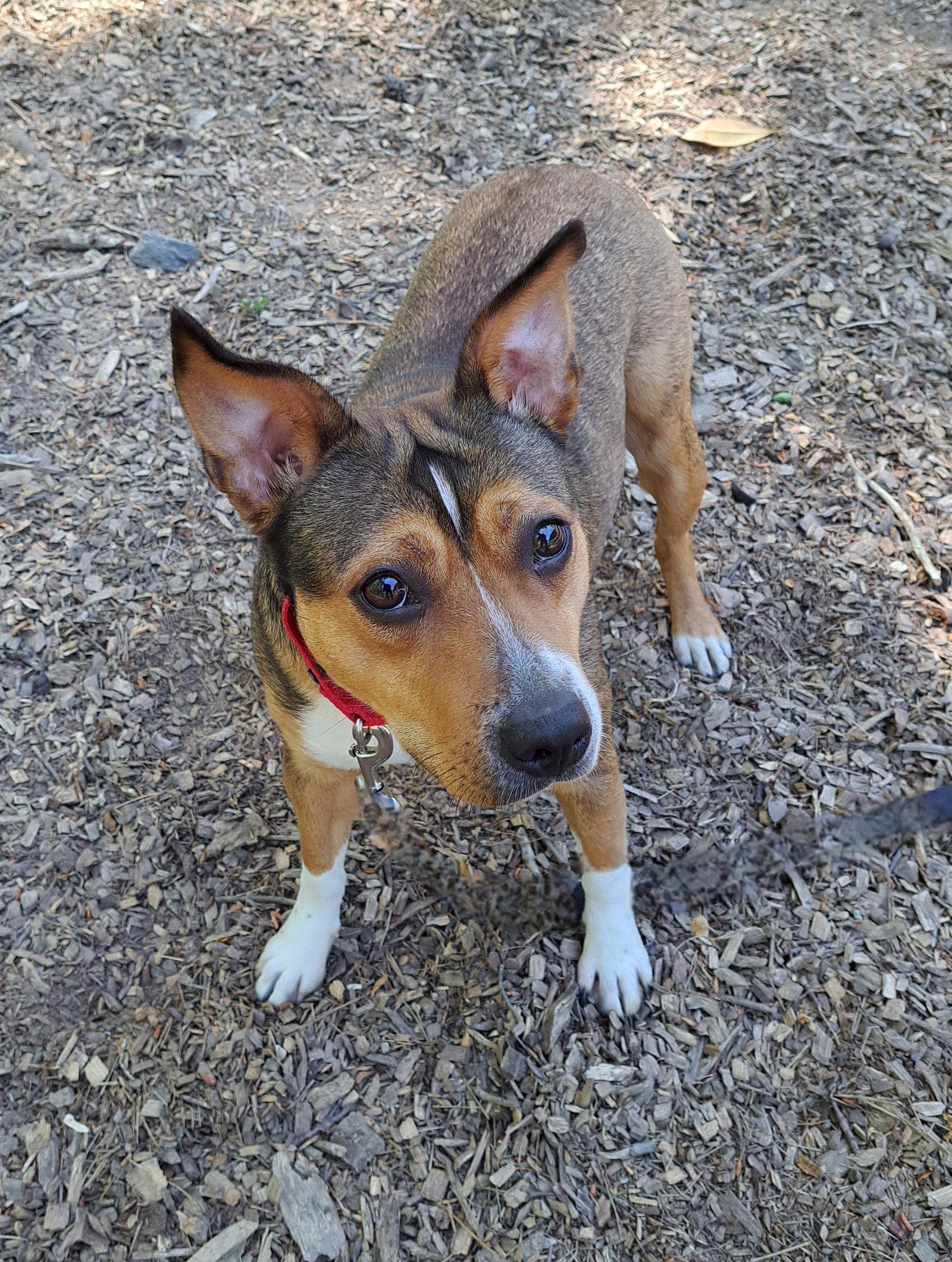 Enlarge Primrose, a Adoptable Terrier in Clarkesville, GA image 2/3