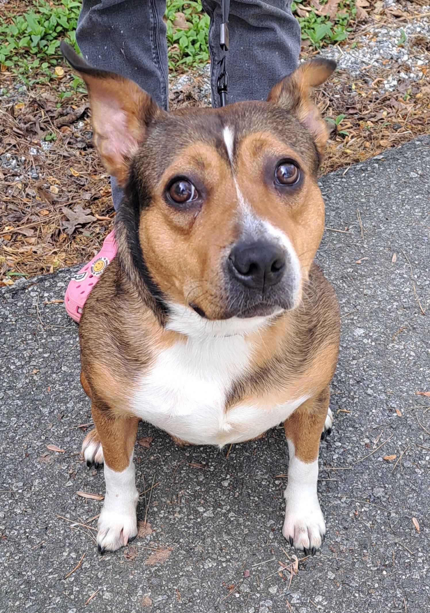 Enlarge Primrose, a Adoptable Terrier in Clarkesville, GA image 3/3