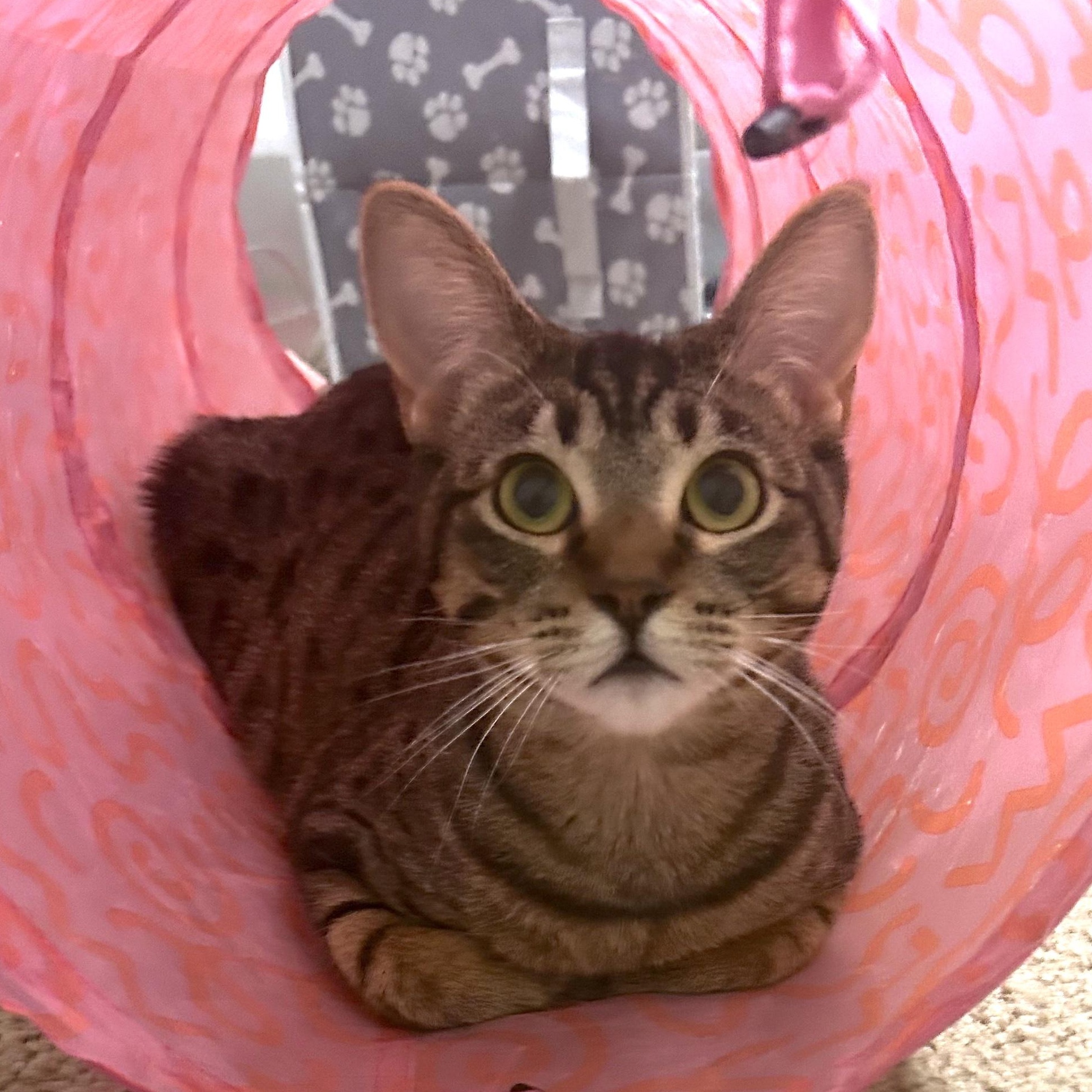 Enlarge Roo, a Adoptable Domestic Short Hair in San Diego, CA image 2/3