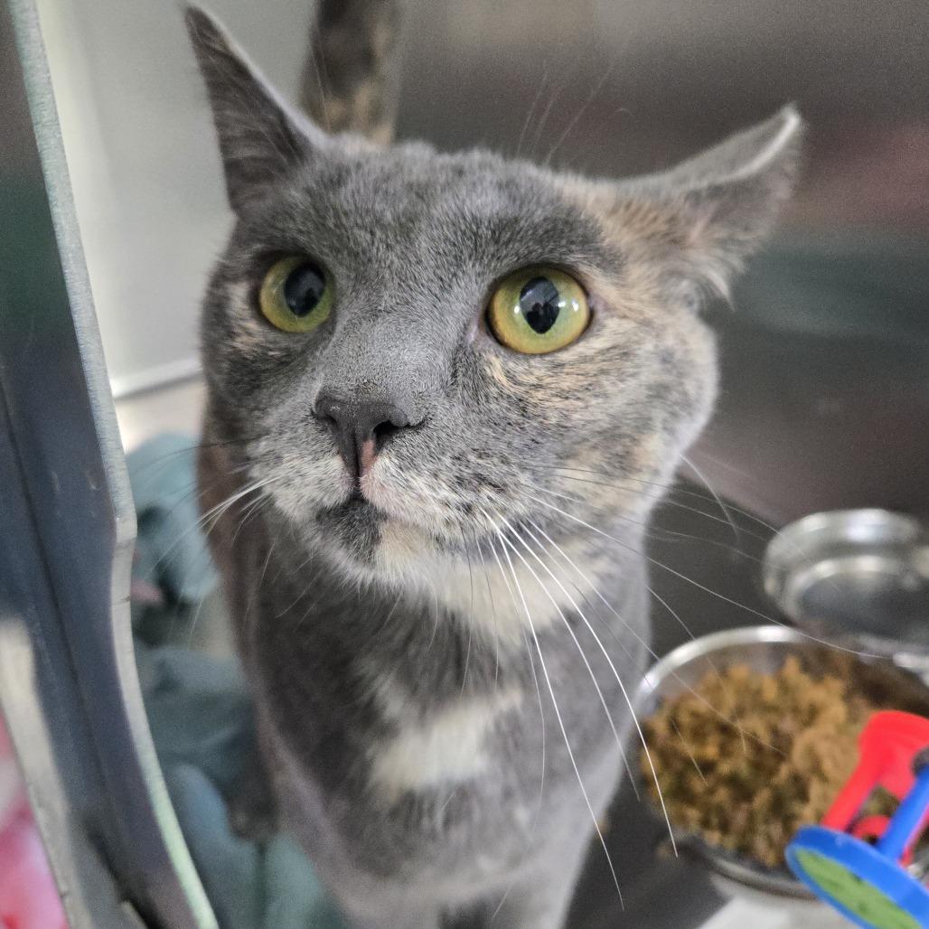 Kiwi  26-009, Adoptable, Young Female Domestic Short Hair.