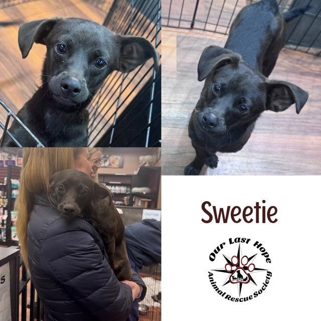Sweetie, Adoptable, Young Female Chihuahua & Dachshund.