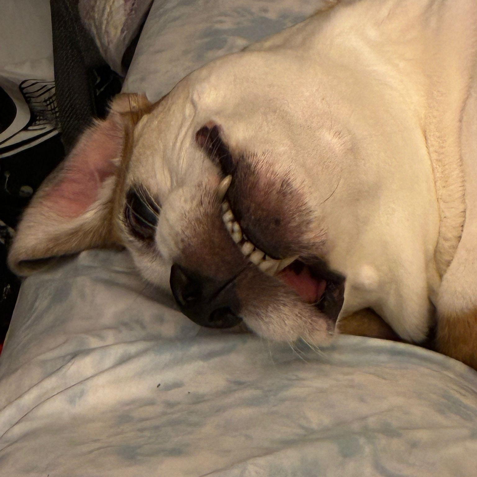 Enlarge Kilo, a ADOPTABLE Beagle in New York, NY image 5/5