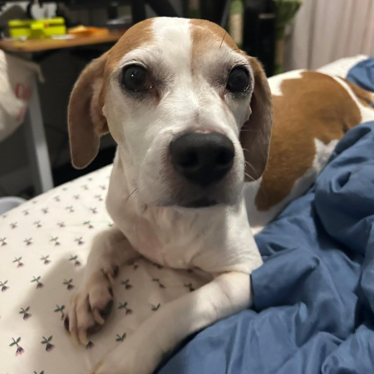 Enlarge Kilo, a ADOPTABLE Beagle in New York, NY image 2/5